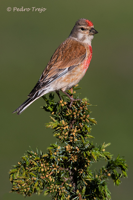 Pardillo común (Carduelis cannabina)